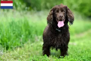 Read more about the article Field Spaniel-opdrættere og hvalpe i Holland