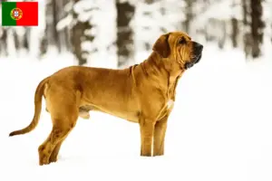 Read more about the article Fila Brasileiro opdrættere og hvalpe i Portugal
