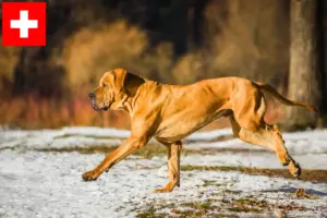 Read more about the article Fila Brasileiro opdrættere og hvalpe i Schweiz