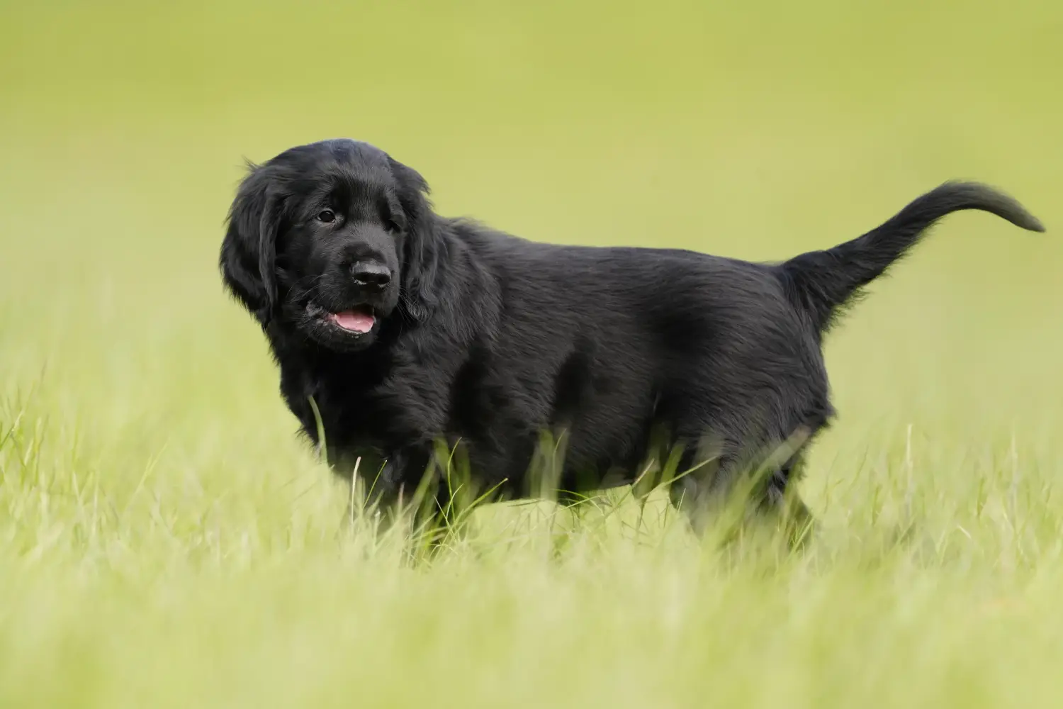 At købe en Flat Coated Retriever-hvalp betyder at tage ansvar! Køb Flat Coated Retriever-hvalpe.