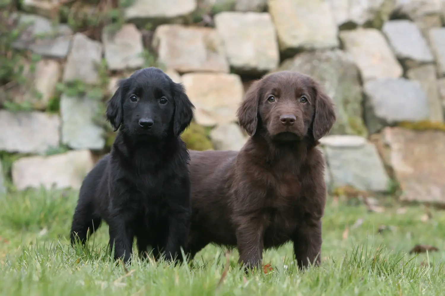 At købe en Flat Coated Retriever-hvalp betyder at tage ansvar! Køb Flat Coated Retriever-hvalpe.