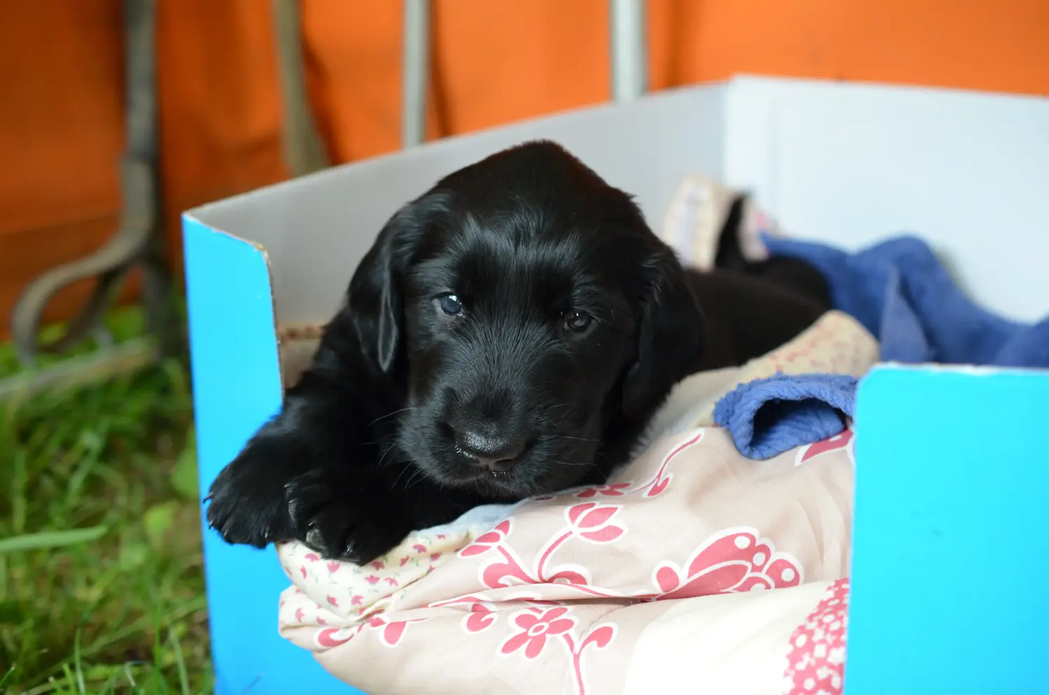 At købe en Flat Coated Retriever-hvalp betyder at tage ansvar! Køb Flat Coated Retriever-hvalpe.