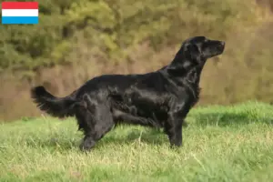 Read more about the article Flat Coated Retriever opdrættere og hvalpe i Luxembourg