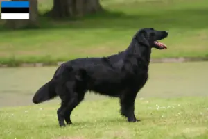 Read more about the article Flat Coated Retriever opdrættere og hvalpe i Estland