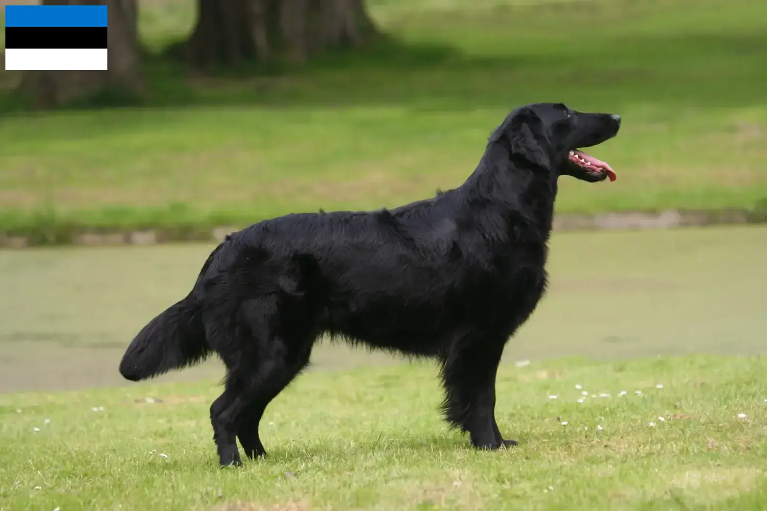 Read more about the article Flat Coated Retriever opdrættere og hvalpe i Estland