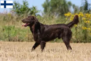Read more about the article Flat Coated Retriever opdrættere og hvalpe i Finland