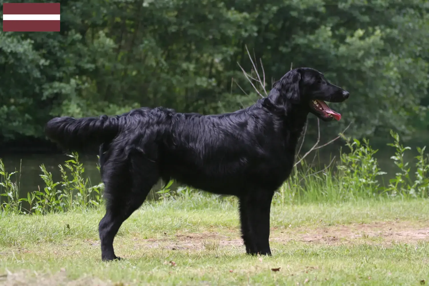 Read more about the article Flat Coated Retriever opdrættere og hvalpe i Letland