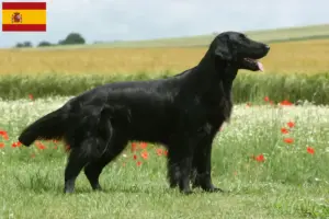 Read more about the article Flat Coated Retriever opdrættere og hvalpe i Spanien