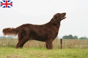 Read more about the article Flat Coated Retriever opdrættere og hvalpe i Storbritannien