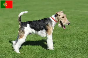 Read more about the article Fox Terrier opdrættere og hvalpe i Portugal