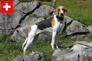 Read more about the article Opdrættere af franske hunde og hvalpe i Schweiz