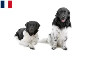 Read more about the article Frisisk vandhund opdrættere og hvalpe i Frankrig