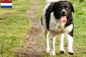 Read more about the article Frisisk vandhundeopdrættere og hvalpe i Holland