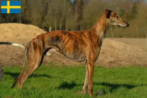 Read more about the article Galgo Espanol opdrættere og hvalpe i Sverige