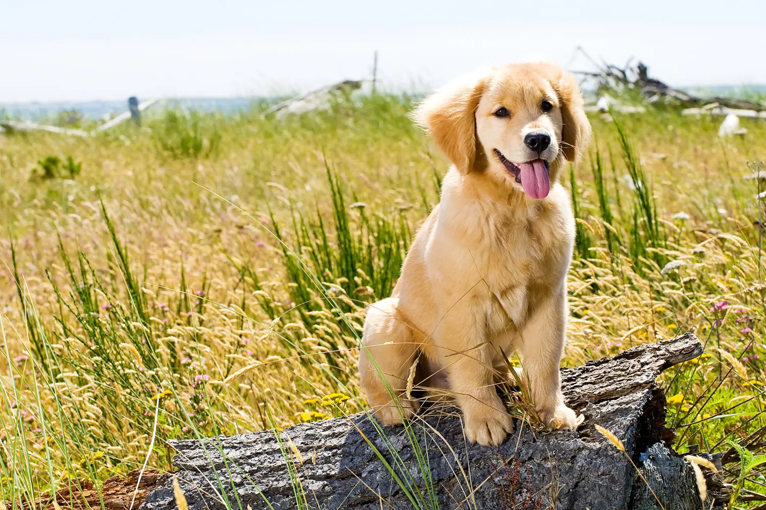 At købe en Golden Retriever-hvalp betyder at tage ansvar! Køb Golden Retriever-hvalpe.