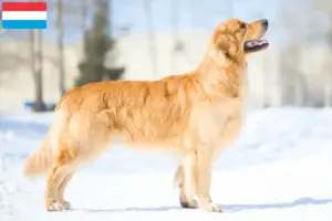 Read more about the article Golden Retriever-opdrættere og -hvalpe i Luxembourg