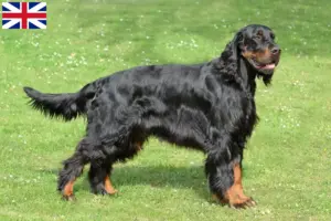 Read more about the article Gordon Setter opdrættere og hvalpe i Storbritannien