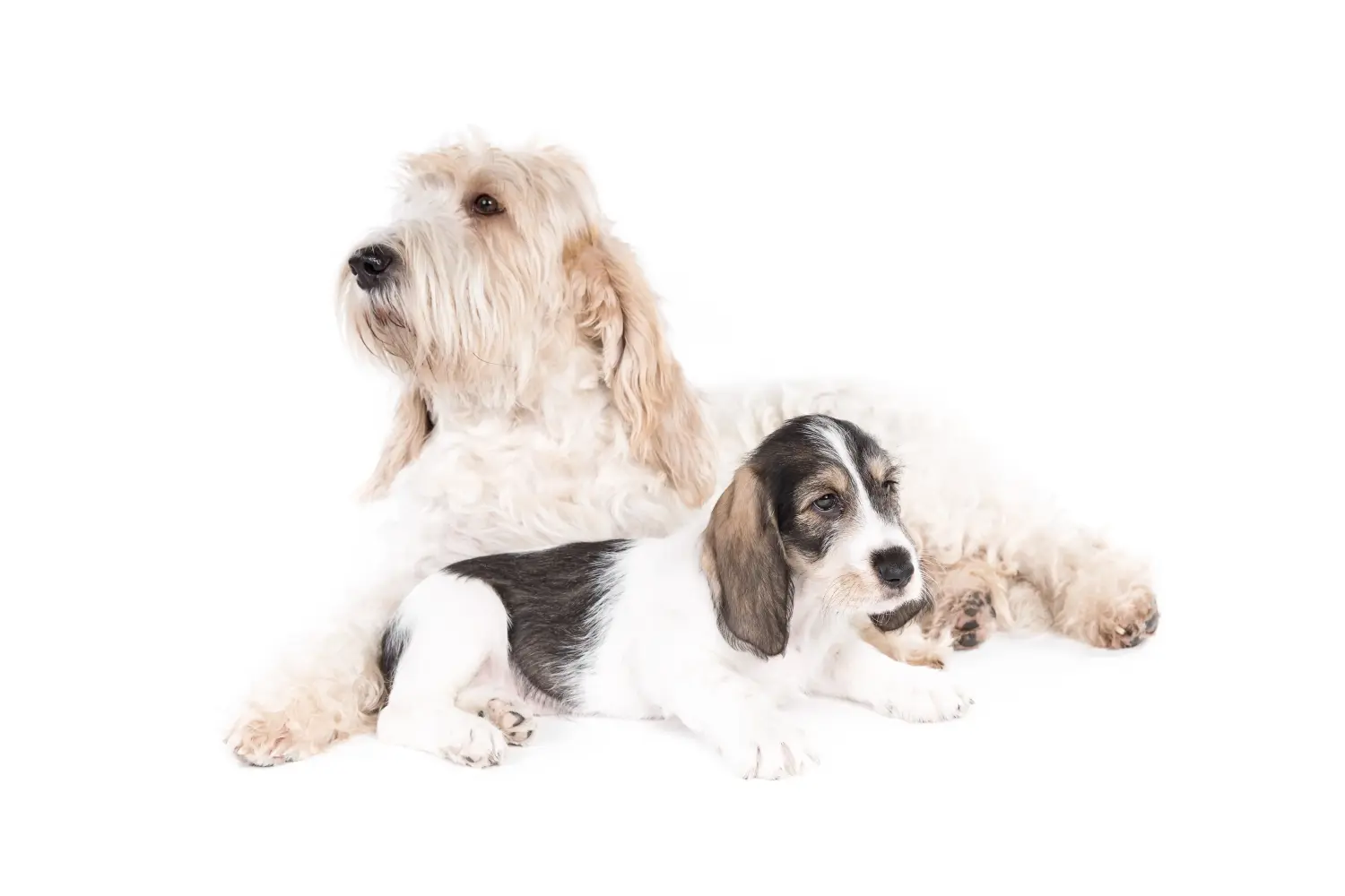 At købe en Grand Basset Griffon Vendéen-hvalp betyder at tage ansvar! Køb Grand Basset Griffon Vendéen hvalpe.