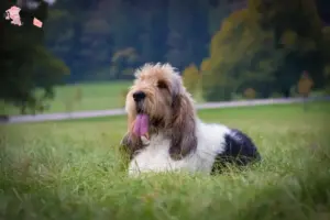 Read more about the article Grand Basset Griffon Vendéen opdrættere og hvalpe i Hovedstaden