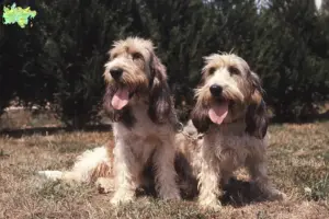 Read more about the article Grand Basset Griffon Vendéen opdrættere og hvalpe i Midtjylland