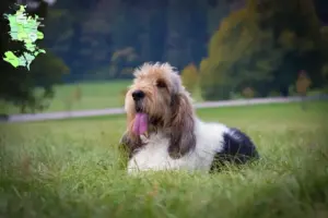 Read more about the article Grand Basset Griffon Vendéen opdrættere og hvalpe på Sjælland