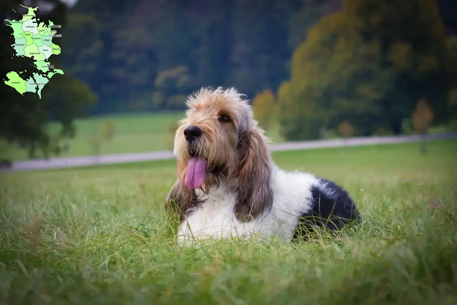 Grand Basset Griffon Vendéen hvalpe og opdrættere Sjælland Find Grand Basset Griffon Vendéens opdrættere på Sjælland.