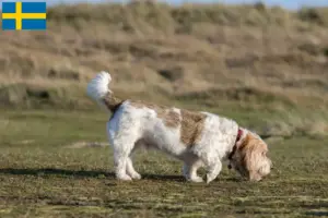 Read more about the article Grand Basset Griffon Vendéen opdrættere og hvalpe i Sverige
