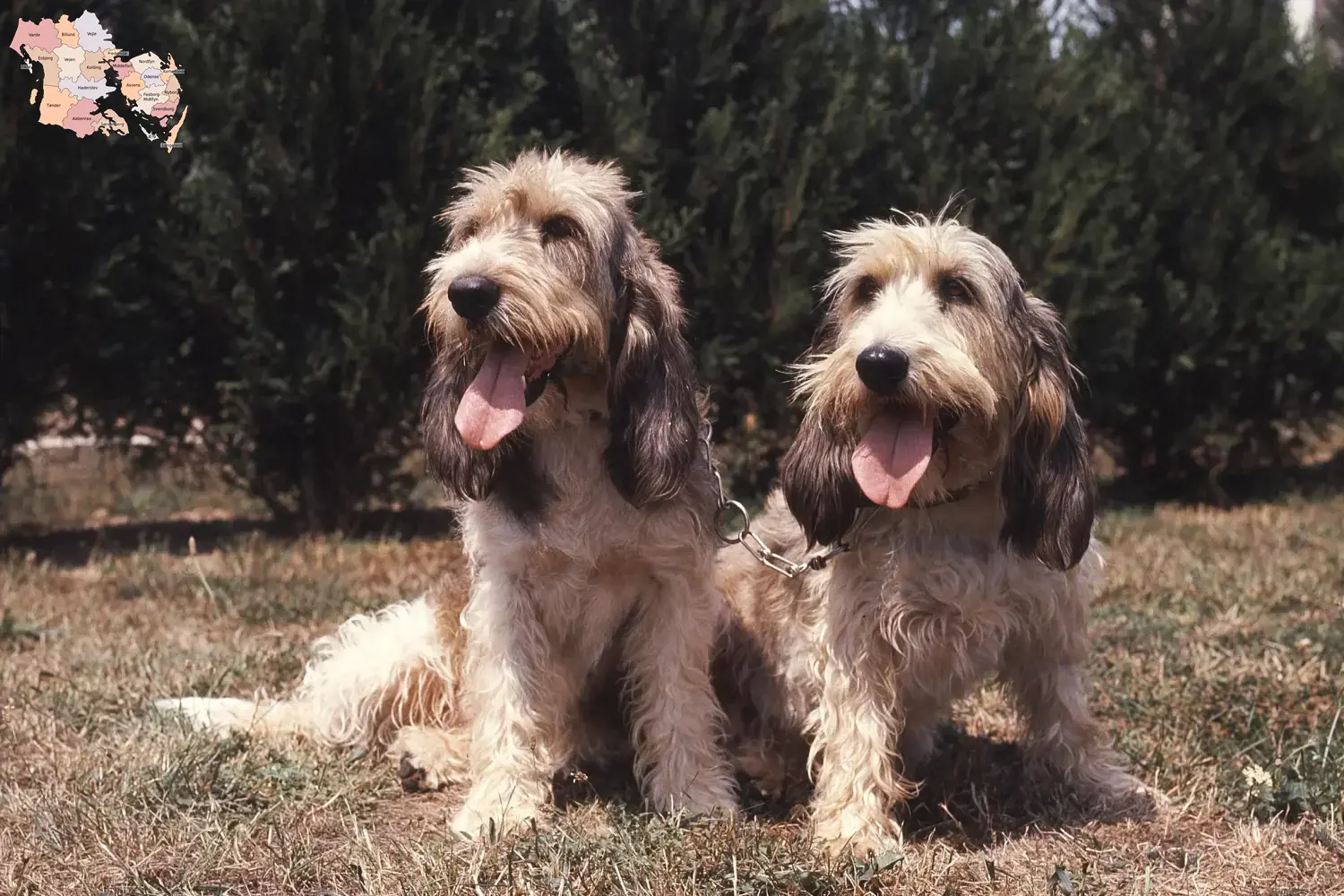 Read more about the article Grand Basset Griffon Vendéen opdrættere og hvalpe i Syddanmark