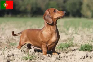 Read more about the article Gravhundeopdrættere og hvalpe i Portugal