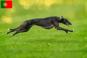 Read more about the article Greyhound-opdrættere og hvalpe i Portugal