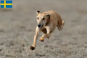 Read more about the article Greyhound-opdrættere og hvalpe i Sverige
