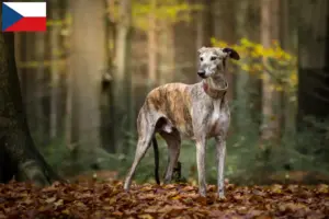 Read more about the article Greyhound-opdrættere og hvalpe i Tjekkiet