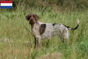 Read more about the article Griffon d’arrêt à poil dur Opdrættere og hvalpe i Holland