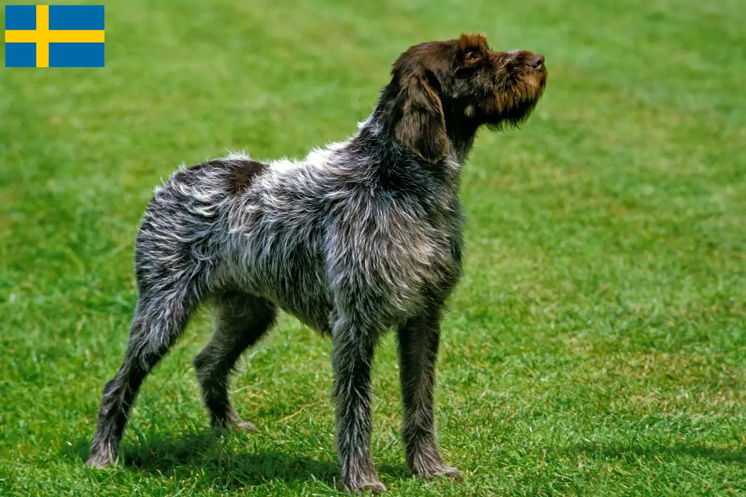Read more about the article Griffon d’arrêt à poil dur Opdrætter og hvalpe i Sverige