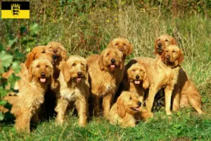 Read more about the article Griffon Fauve de Bretagne opdrættere og hvalpe i Baden-Württemberg