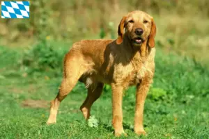 Read more about the article Griffon Fauve de Bretagne opdrættere og hvalpe i Bayern