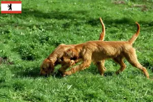 Read more about the article Griffon Fauve de Bretagne opdrættere og hvalpe i Berlin
