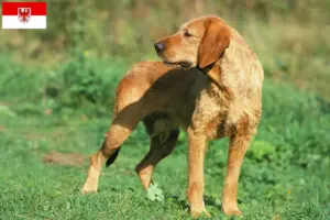 Read more about the article Griffon Fauve de Bretagne opdrættere og hvalpe i Brandenburg