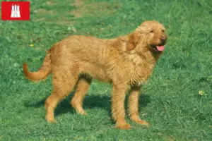 Read more about the article Griffon Fauve de Bretagne opdrættere og hvalpe i Hamborg