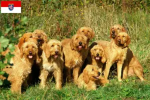 Read more about the article Griffon Fauve de Bretagne opdrættere og hvalpe i Hessen