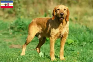 Read more about the article Griffon Fauve de Bretagne opdrættere og hvalpe i Mecklenburg-Vorpommern