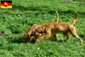 Read more about the article Griffon Fauve de Bretagne opdrættere og hvalpe i Niedersachsen