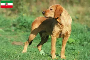 Read more about the article Griffon Fauve de Bretagne opdrættere og hvalpe i Nordrhein-Westfalen
