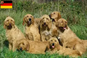 Read more about the article Griffon Fauve de Bretagne opdrættere og hvalpe i Rheinland-Pfalz