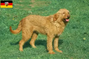 Read more about the article Griffon Fauve de Bretagne opdrættere og hvalpe i Saarland