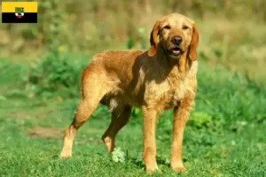 Read more about the article Griffon Fauve de Bretagne opdrættere og hvalpe i Sachsen-Anhalt