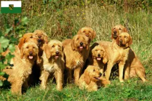 Read more about the article Griffon Fauve de Bretagne opdrættere og hvalpe i Sachsen