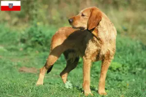 Read more about the article Griffon Fauve de Bretagne opdrættere og hvalpe i Thüringen