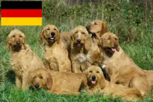 Read more about the article Griffon Fauve de Bretagne opdrættere og hvalpe i Tyskland