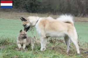 Read more about the article Grønlandske hundeopdrættere og hvalpe i Holland